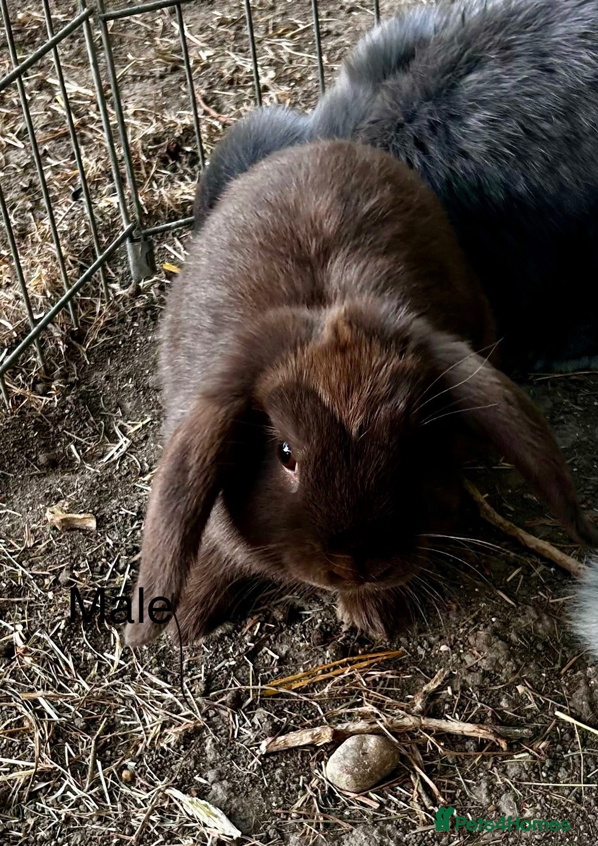 Mini Lop rabbits Stunning pure bred mini lops 1 male 1 female left  - Advert 2