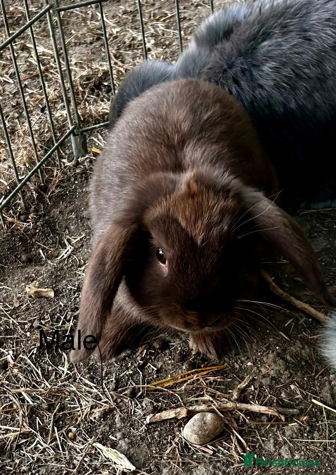 Mini Lop rabbits for sale: Stunning pure bred mini lops  - Advert 2