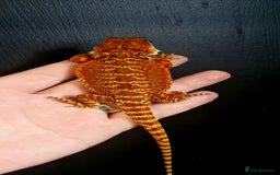 Bearded Dragon reptiles for sale: Pogona vitticeps + vitticeps/Barbata hybrids - Image 26