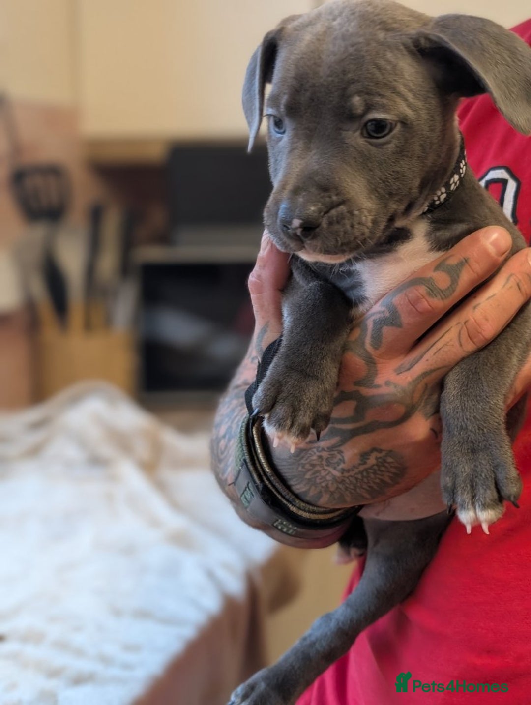 Staffordshire Bull Terrier dogs for sale: Playful Blue staffs Pups - Image 9