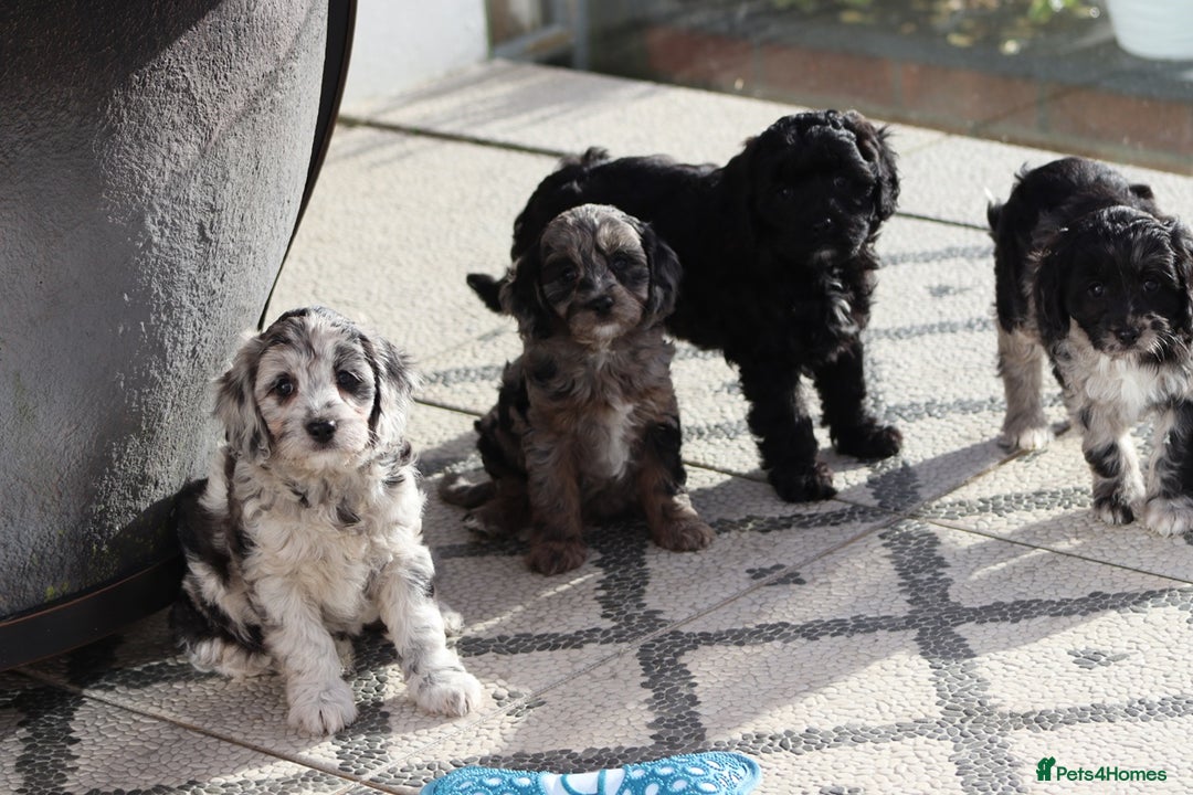 Cavapoo dogs for sale: F1 Cavapoo puppies for sale - Image 24