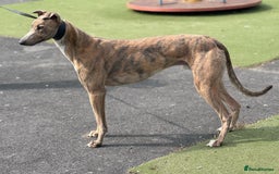 Greyhound dogs for sale: Greyhounds x2 - Image 2