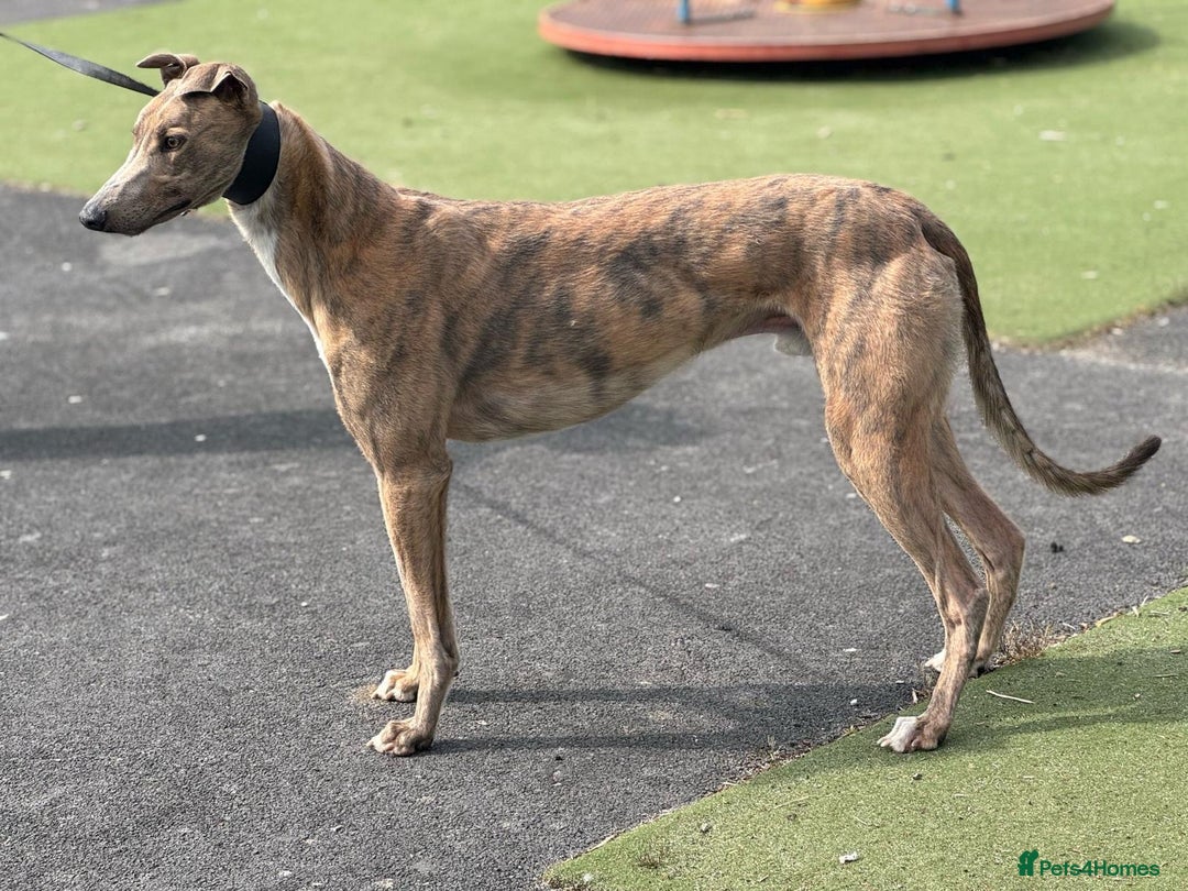Greyhound dogs for sale: Greyhounds x2 - Image 2