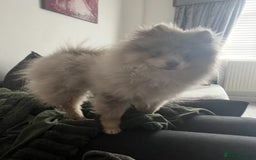 Mixed Breed dogs for sale: Adorable bitch 6 months old Pomsky  - Image 11