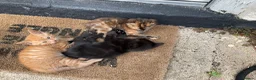 Mixed Breed cats for sale: 3 adorable domestic kittens - Advert 3