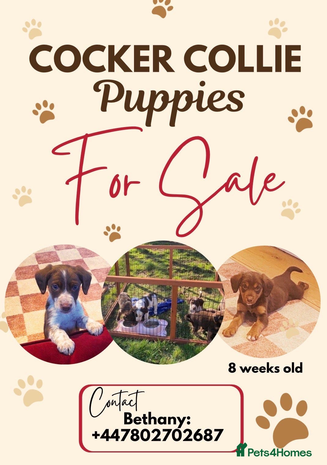 Mixed Breed dogs Cocker collie pups  - Advert 5