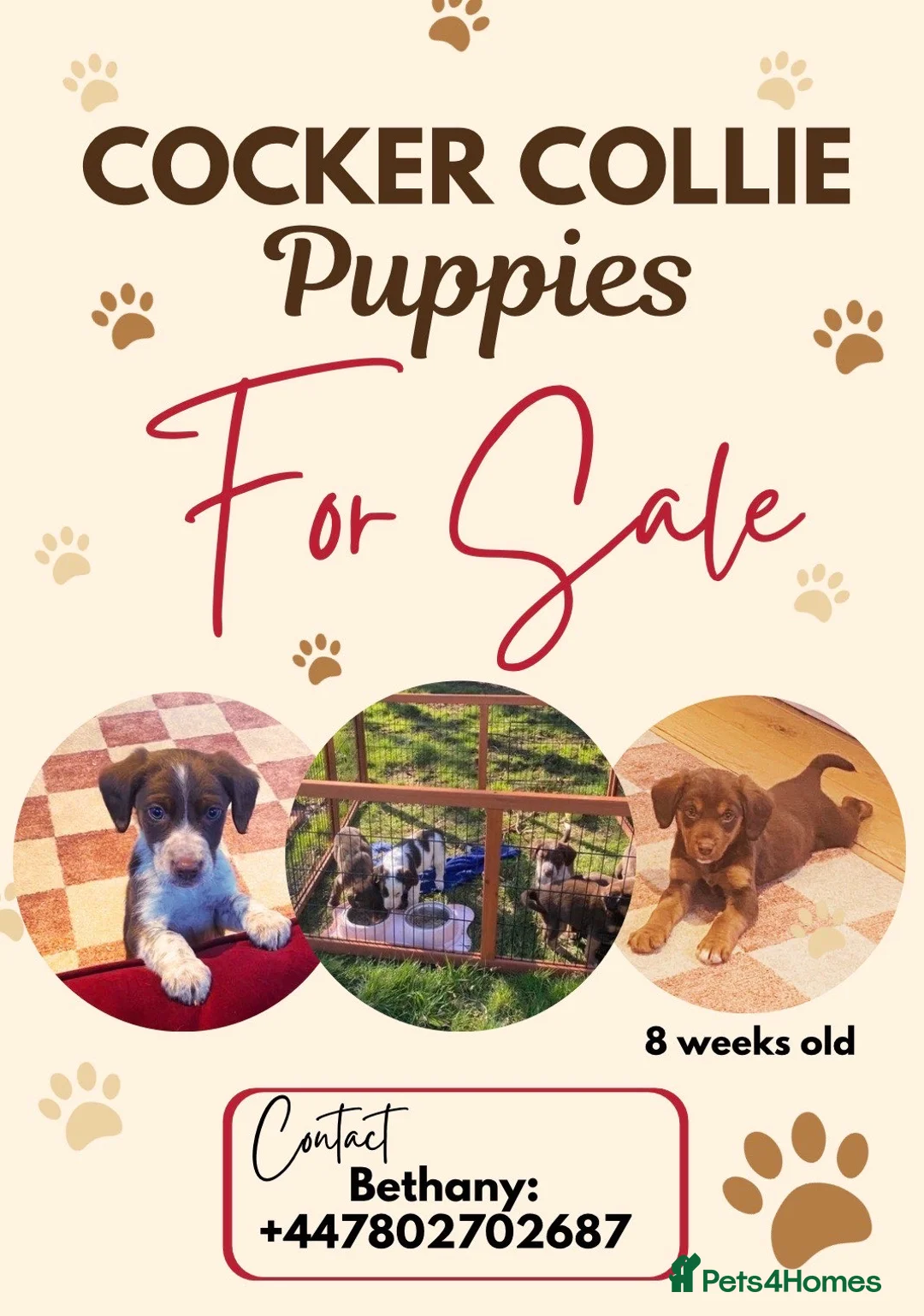 Mixed Breed dogs for sale: Cocker collie pups  - Advert 1
