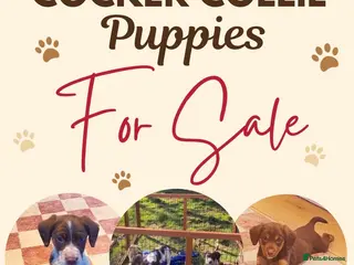 Mixed Breed dogs Cocker collie pups - Advert 5