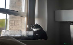 British Shorthair cats for sale: British shorthair cross brother and sister - Image 4