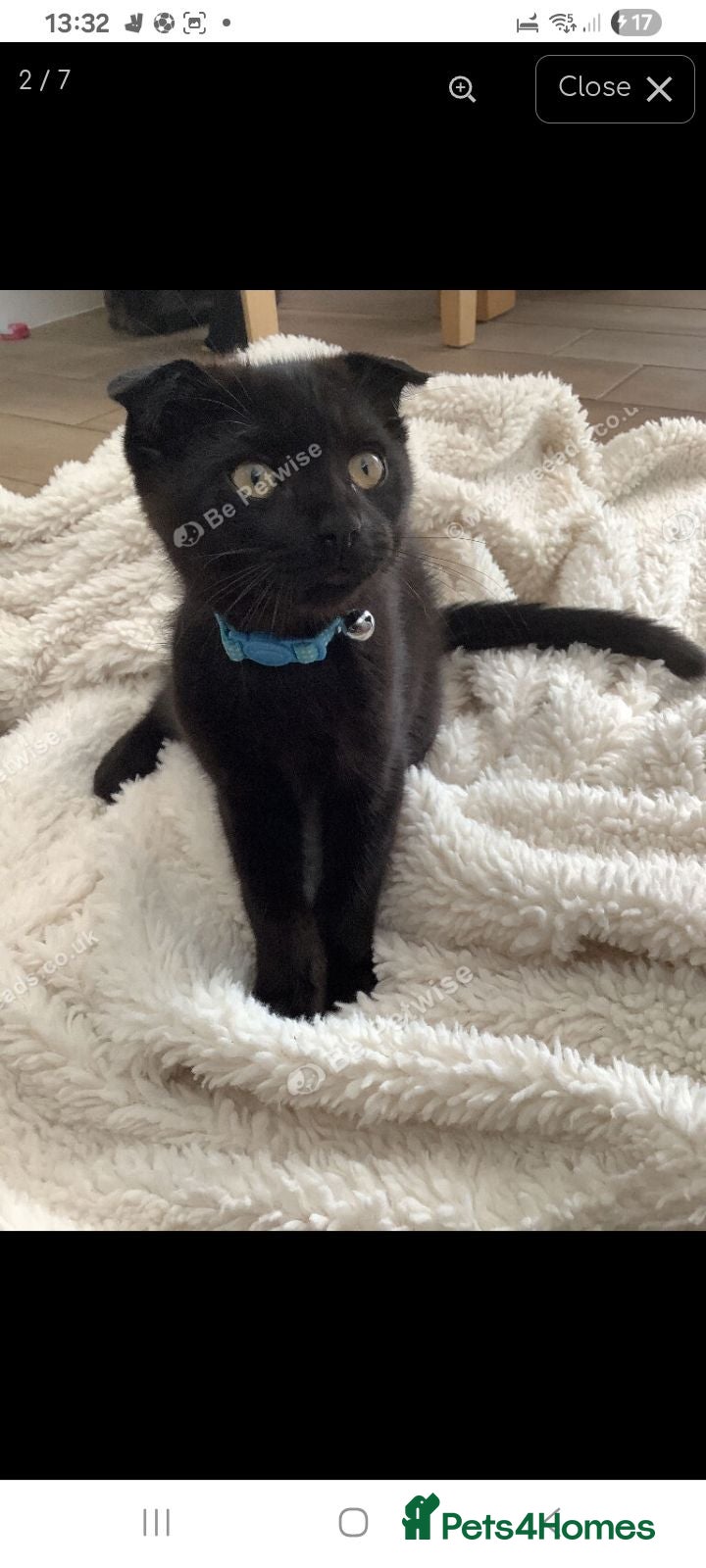 Scottish Fold cats Beautiful Scottish fold male available to leave  - Advert 13