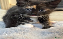 Domestic Shorthair cats for sale: Healthy 12-Week-Old Kittens — (Wormed, Ready Now!) - Image 10
