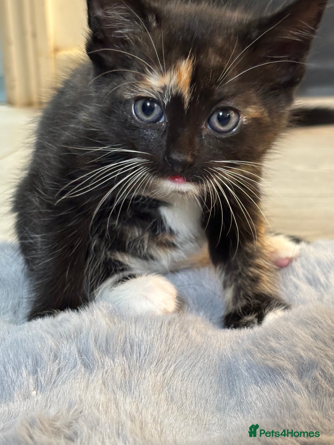 Domestic Shorthair cats for sale: Healthy 12-Week-Old Kittens — (Wormed, Ready Now!) - Image 10