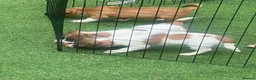Jack Russell dogs for sale: Beautiful jack Russell puppies  in Burford - Advert 4