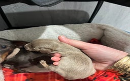 Dachshund dogs for sale:  dachshund miniature - Image 6