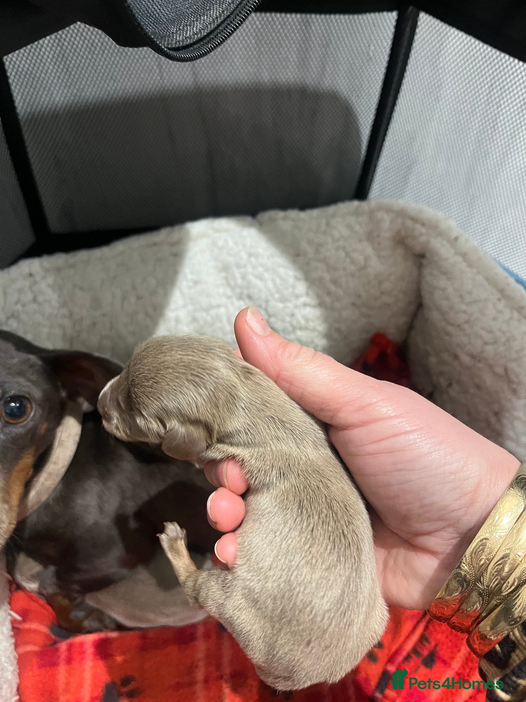 Dachshund dogs for sale:  dachshund miniature - Image 6