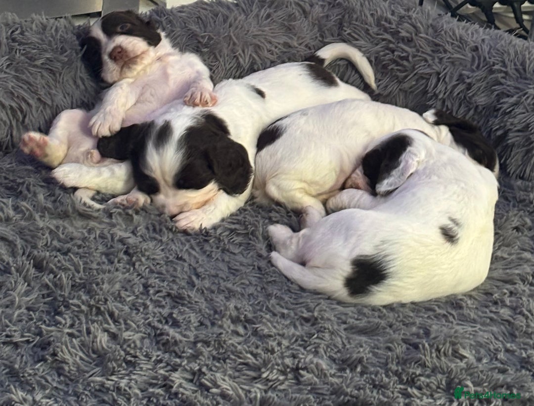 English Springer Spaniel dogs for sale: Beautiful English Springer Spaniel Puppies  - Image 17