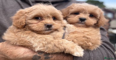 Shihpoo dogs - Advert 2