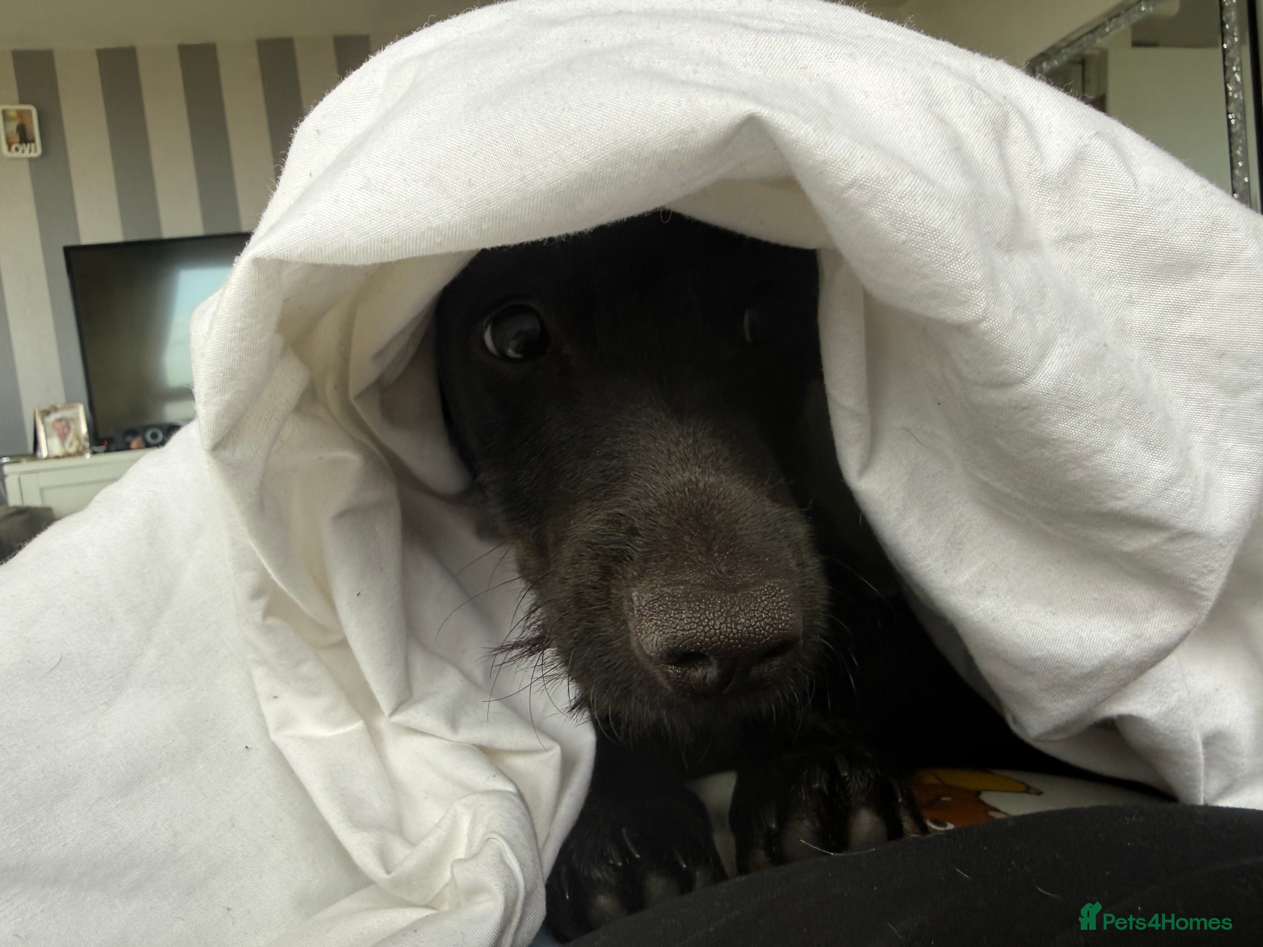 Dachshund dogs Black Dachshund  - Advert 3