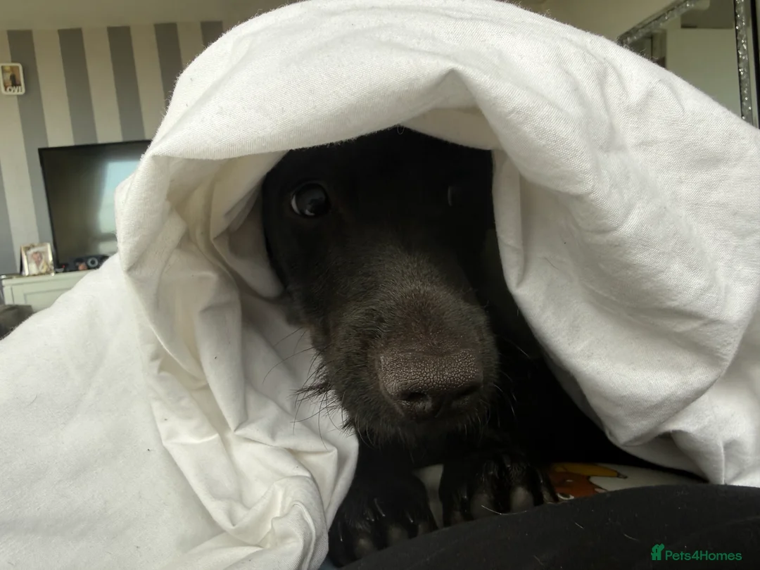 Dachshund dogs for sale: Black Dachshund  - Advert 1