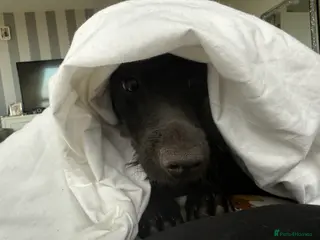 Dachshund dogs Black Dachshund - Advert 3