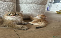 British Longhair cats for sale: We are selling 2 gorgeous british shorthairs - Image 8