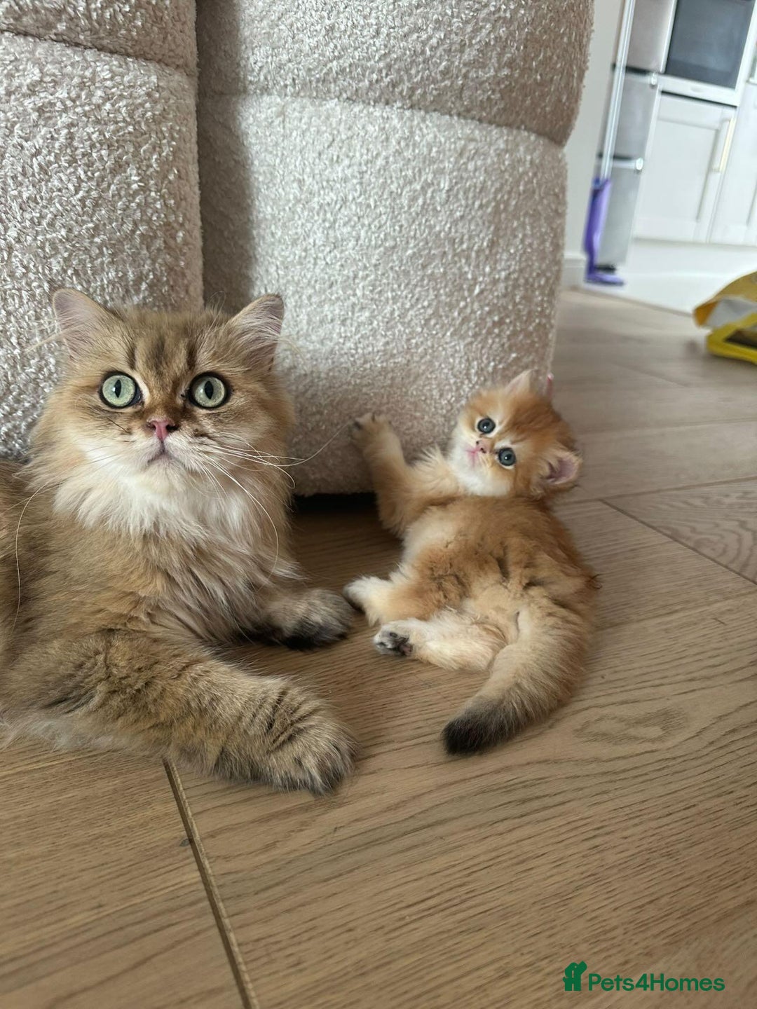 British Longhair cats for sale: We are selling 2 gorgeous british shorthairs - Image 8