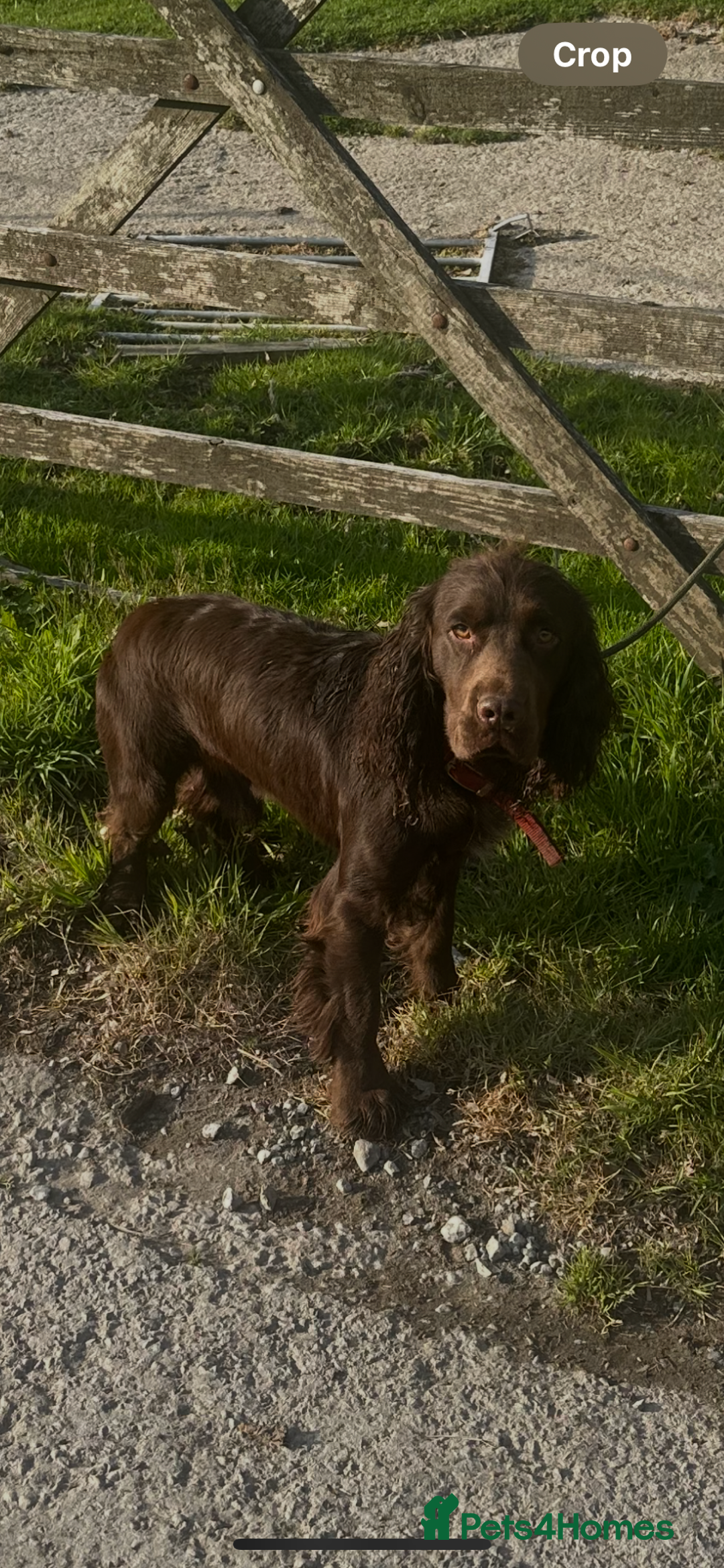 Cocker Spaniel dogs for sale: Kc reg Cocker bitch. Black Ready TODAY - Advert 9