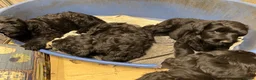 Russian Black Terrier dogs for sale: Black Russian Terrier  - Advert 3