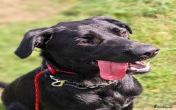 Mixed Breed dogs for adoption: Ben     - Image 6