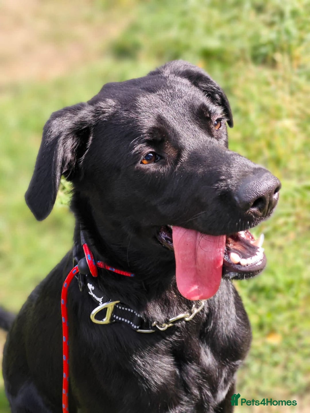 Mixed Breed dogs for adoption: Ben     - Image 6