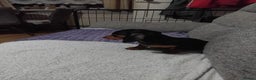 Dachshund dogs for sale: Dachshund puppies - Advert 3