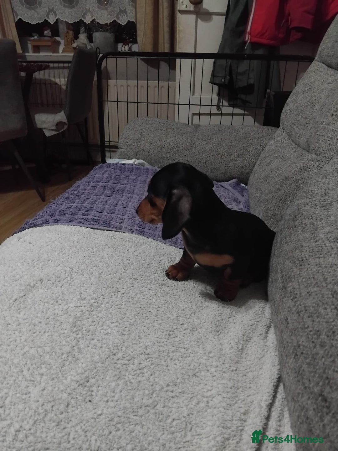 Dachshund dogs for sale: Dachshund puppies - Advert 3