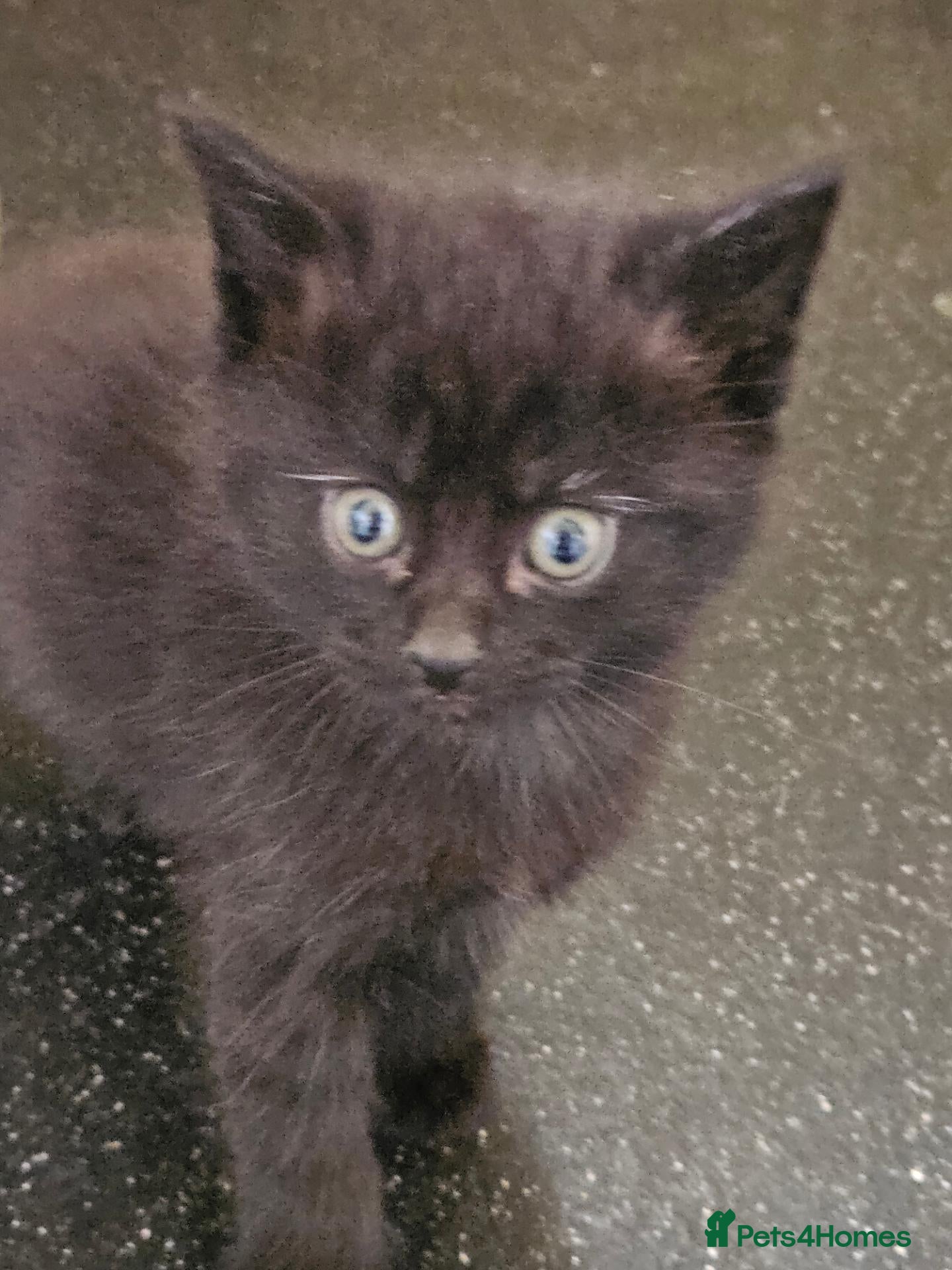 Maine Coon cats Beautiful black fluffy kittens - Advert 1