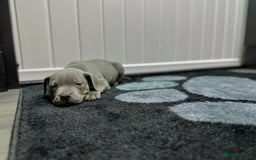 Staffordshire Bull Terrier dogs for sale: Blue Staffordshire Bull Terrier Champion Pups  - Image 9