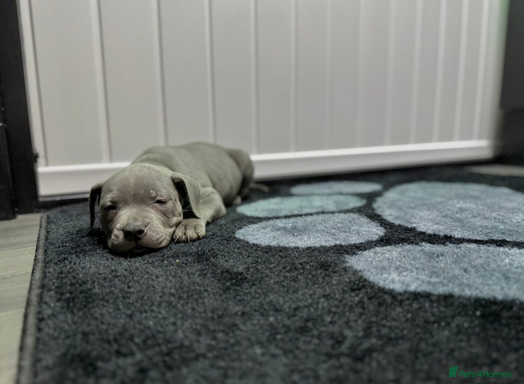 Staffordshire Bull Terrier dogs for sale: Blue Staffordshire Bull Terrier Champion Pups  - Image 9