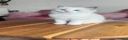 Ragdoll cats for sale: Adorable Purebred Ragdoll Kittens in Brough - Advert 13