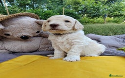 Standard Poodle dogs for sale: Lovely Standard Poodles puppies - Image 6