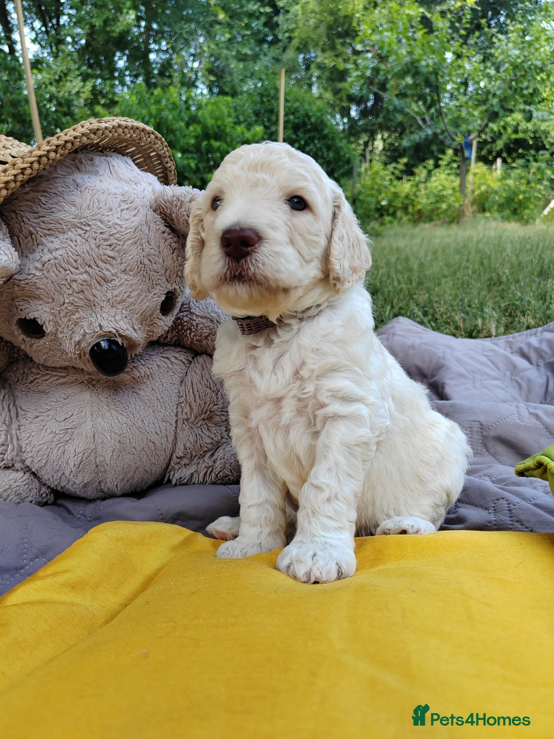 Standard Poodle dogs for sale: Lovely Standard Poodles puppies - Image 6