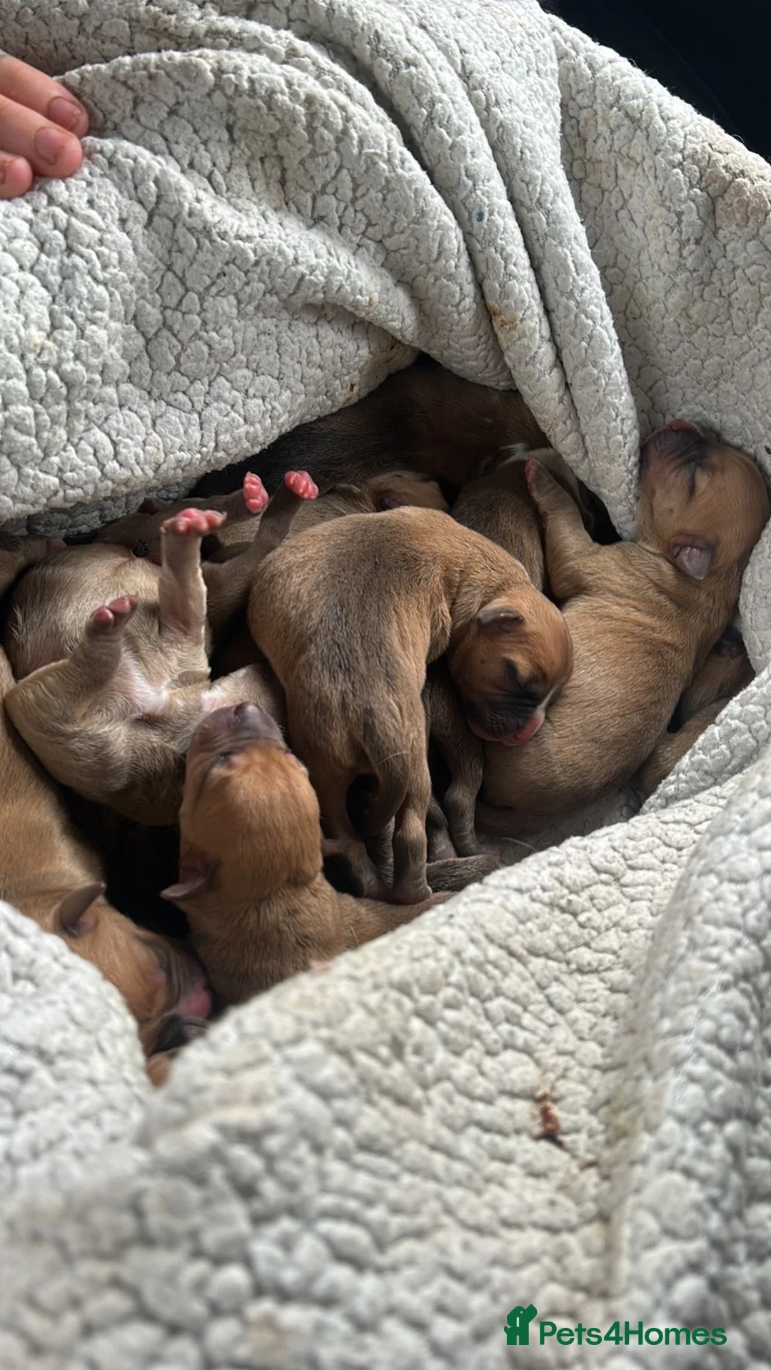 Mixed Breed dogs for sale: Bully staffy pups  - Advert 7