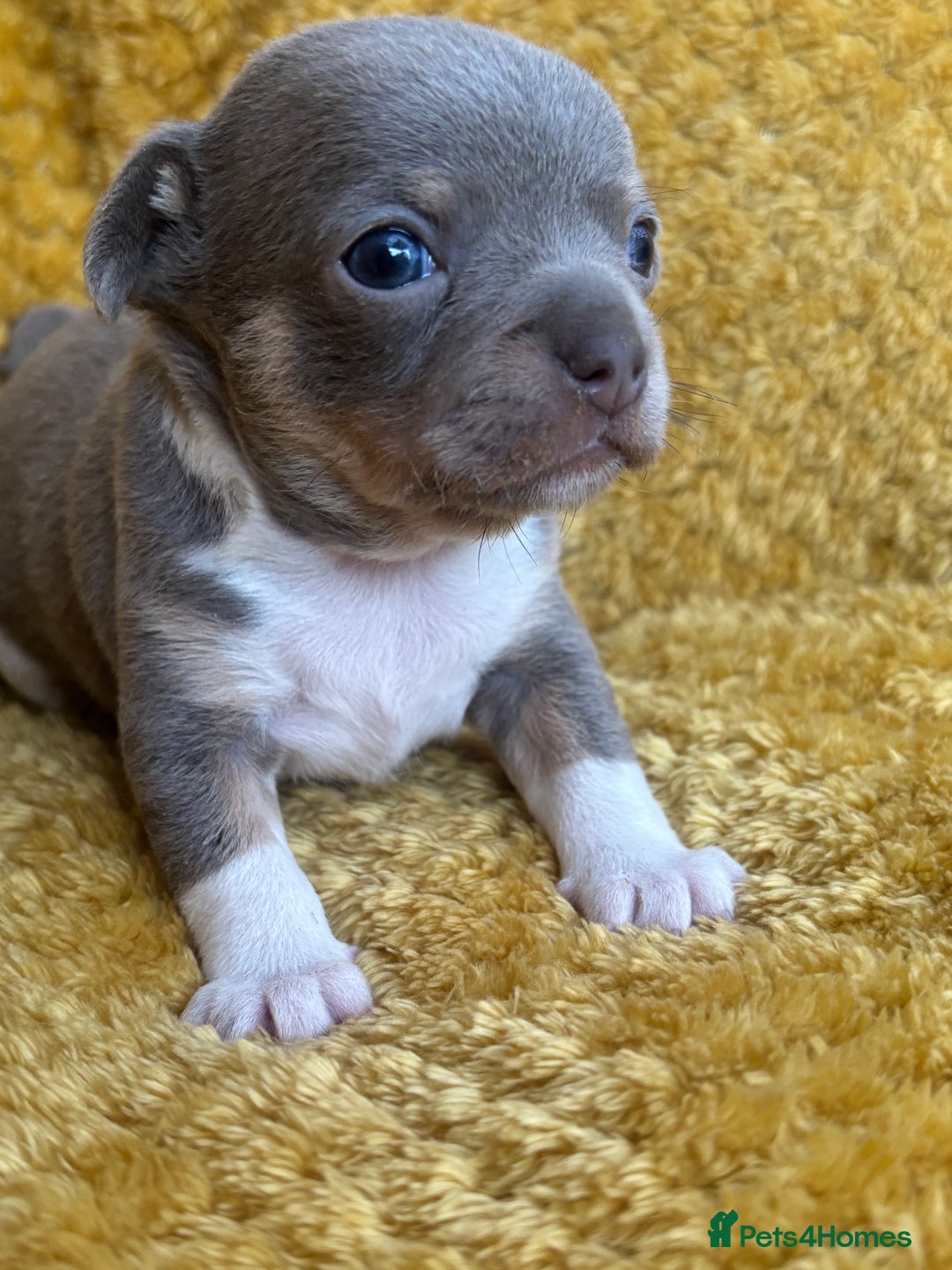Chihuahua dogs for sale: Ready now ***Lilac girls - Image 17