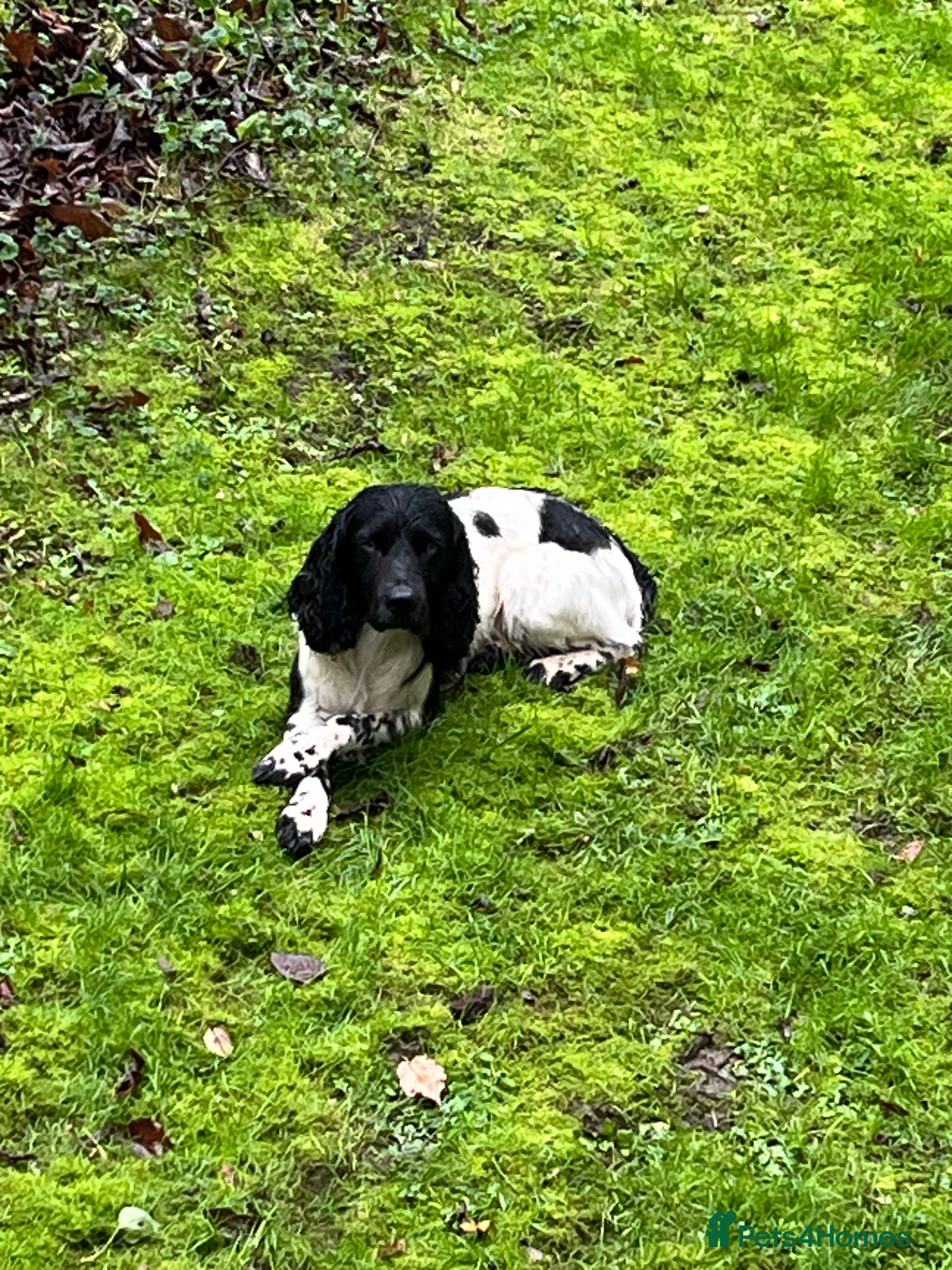 Spud