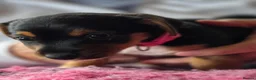Jack Russell dogs for sale: Beautiful Jack Russell puppies in Banff - Advert 11