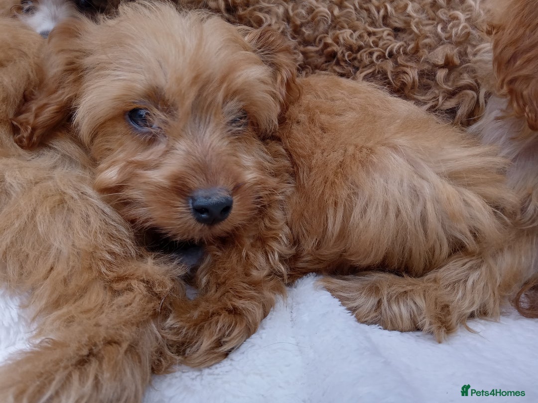 Cavapoo dogs for sale: Cavapoo puppies  - Image 10