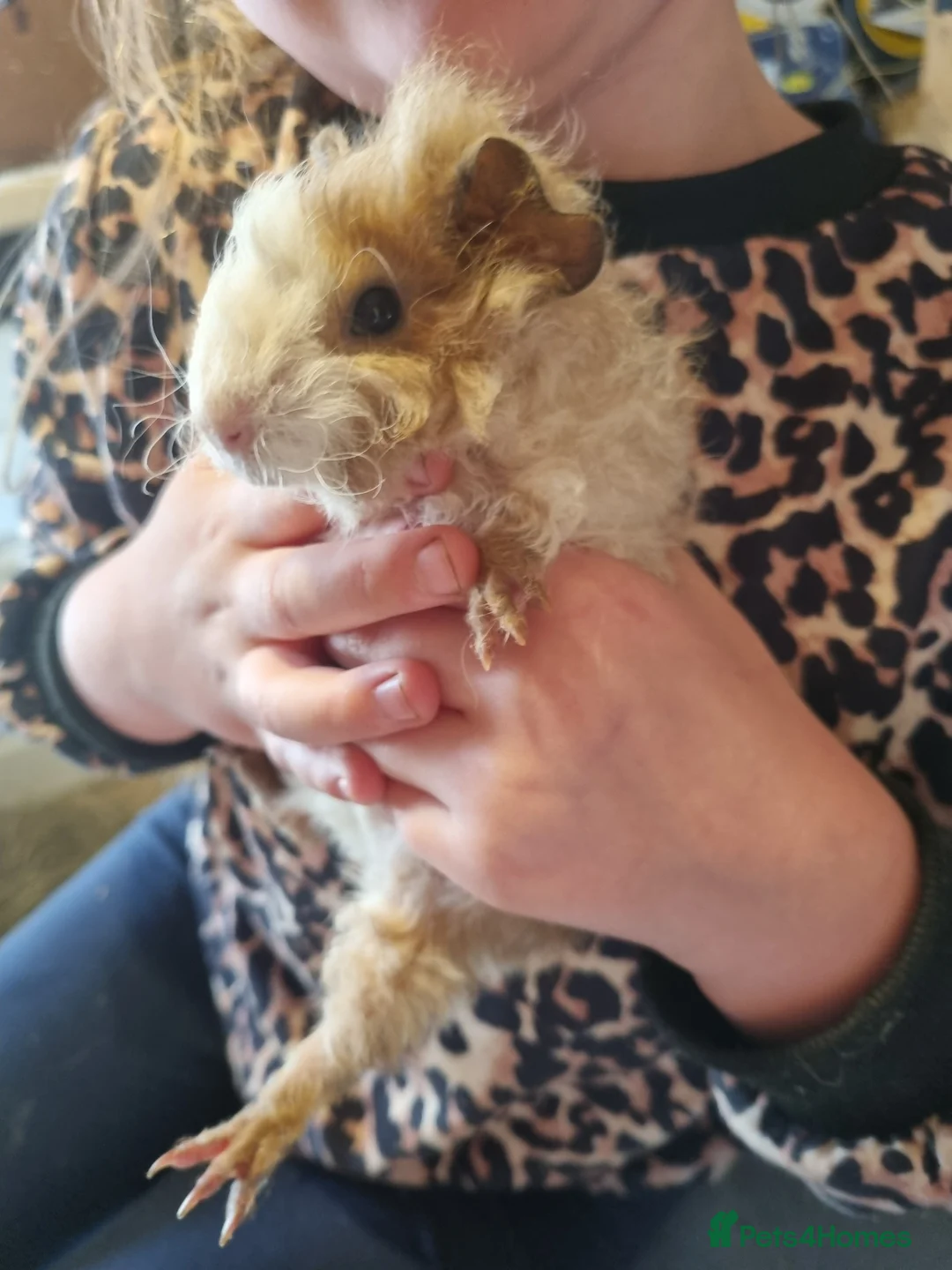 Guinea Pig rodents for sale: Baby guinea pig boys  - Advert 2