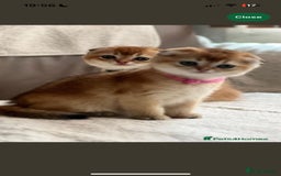 Scottish Fold cats for sale: Beautiful Scottish Straight/Fold Kittens - Image 12