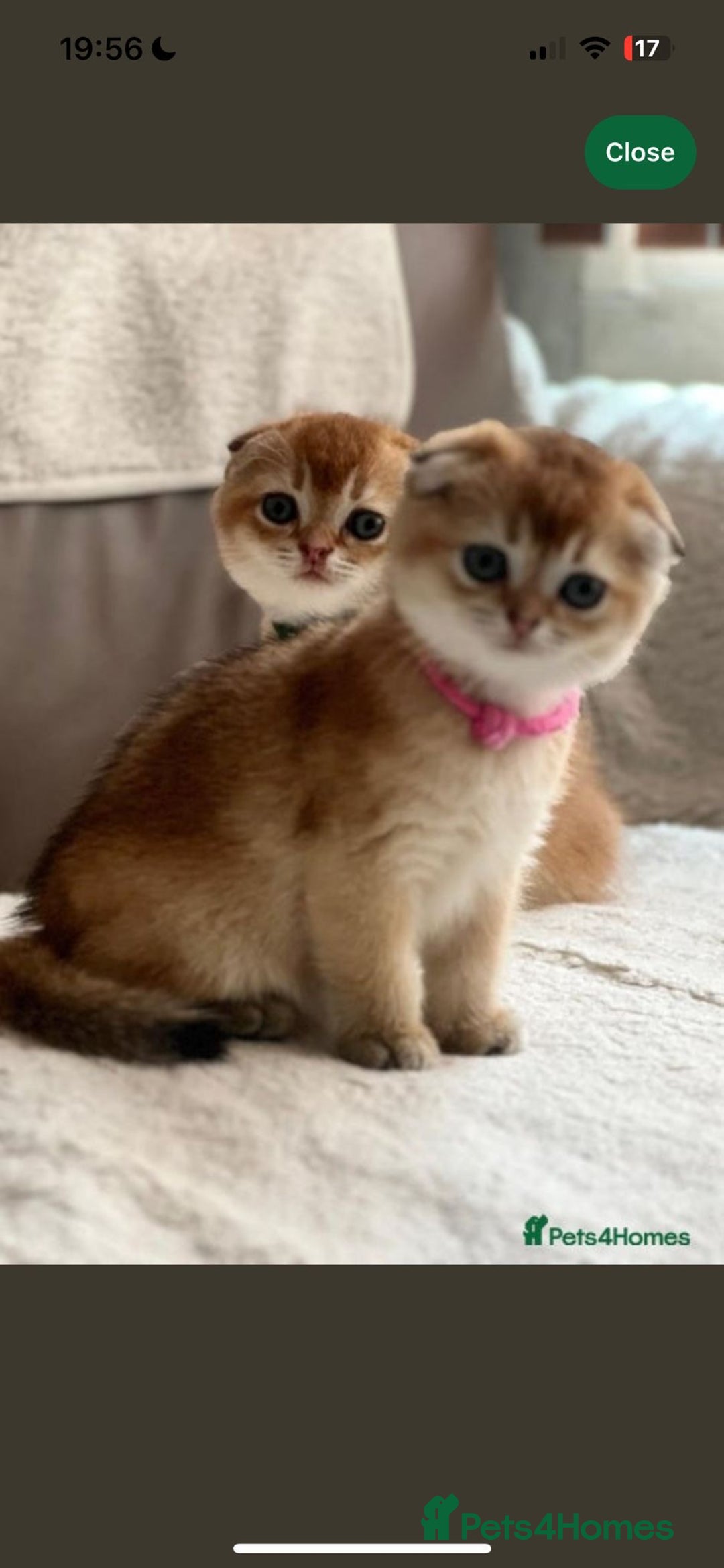 Scottish Fold cats for sale: Beautiful Scottish Straight/Fold Kittens - Image 12