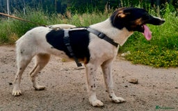 Foxhound dogs for adoption: Josie – Saved in the Final Hour - Image 4