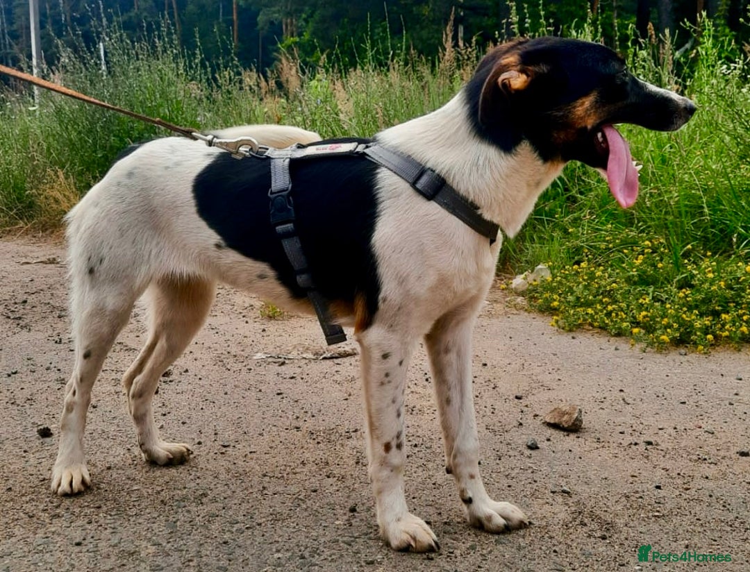 Foxhound dogs for adoption: Josie – Saved in the Final Hour - Image 4