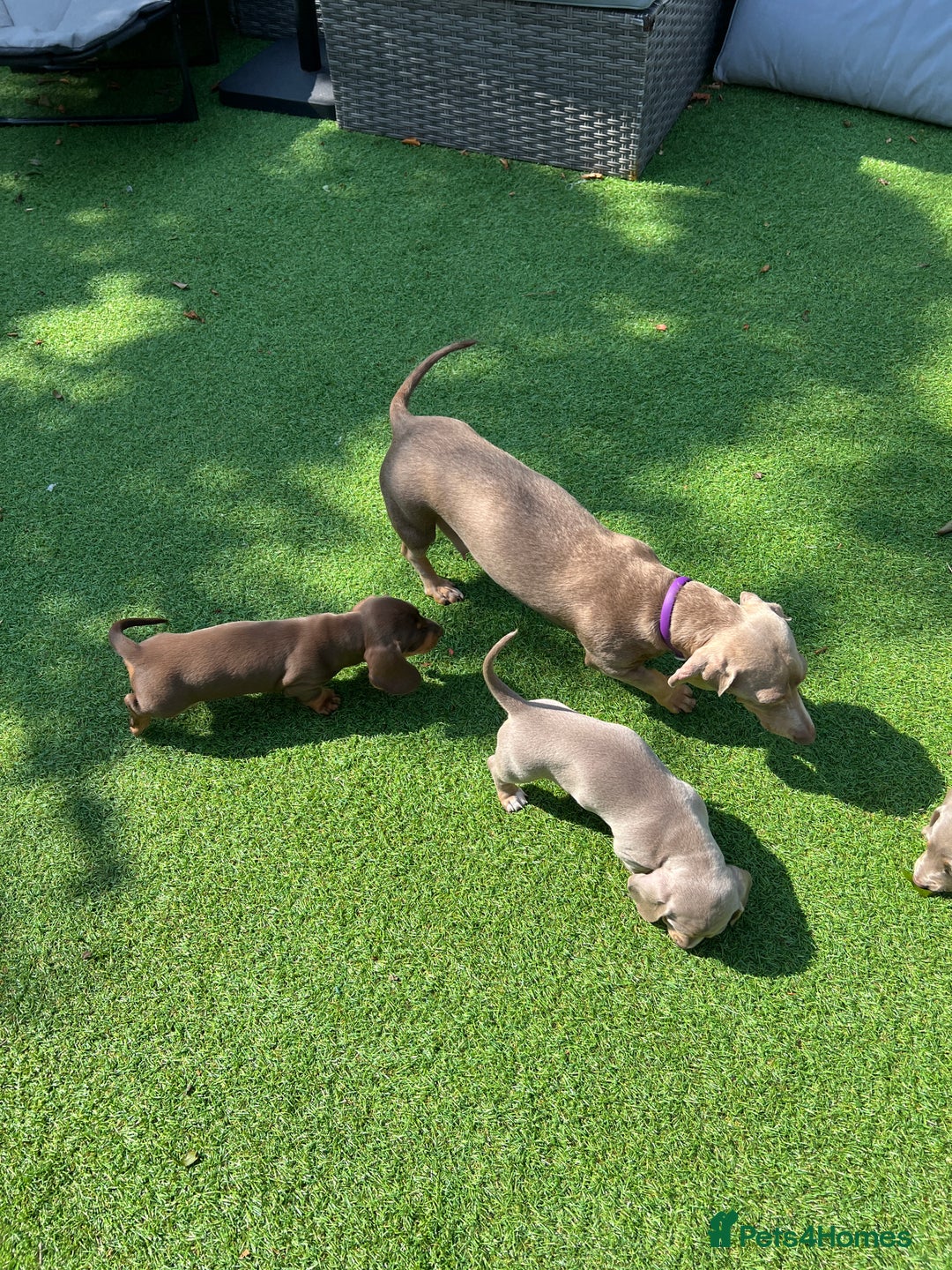 Dachshund dogs for sale: Dachshund Puppy - Image 5