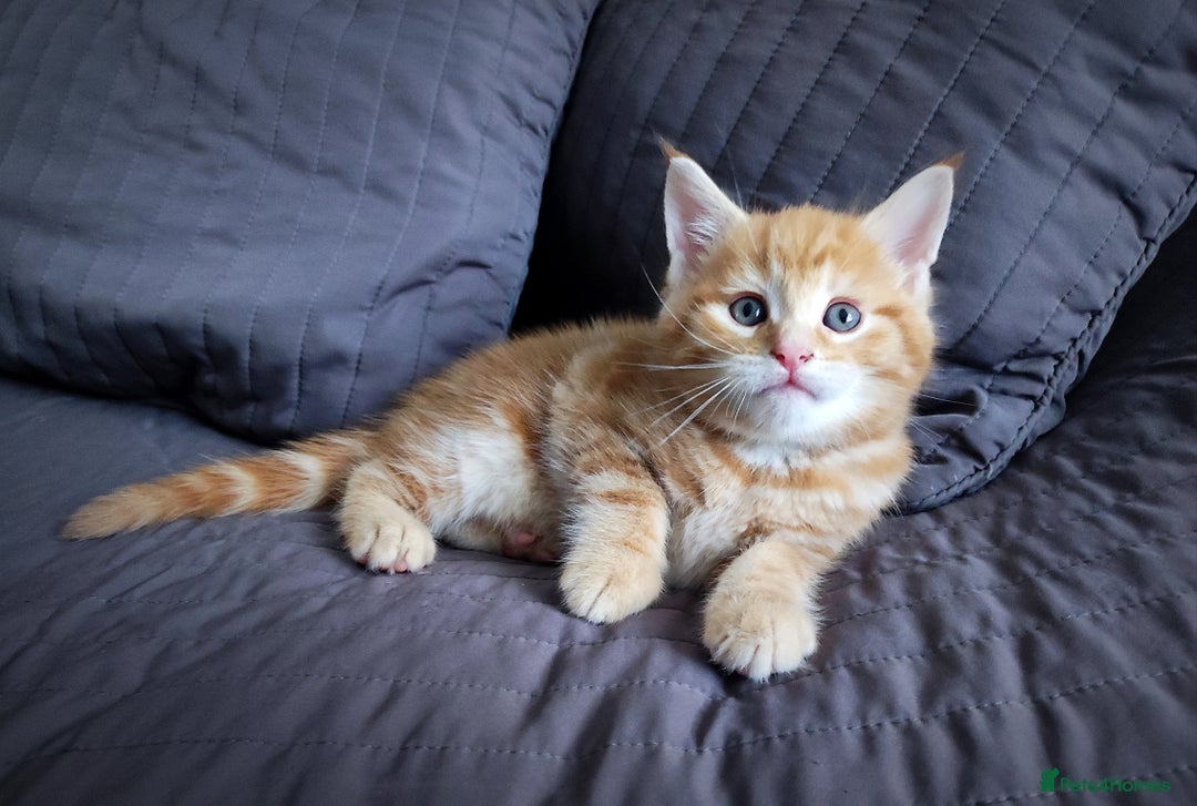 Mixed Breed cats for sale: 🐾 Affectionate Maine Coon Mix Kittens for Sale 🐾 - Advert 6